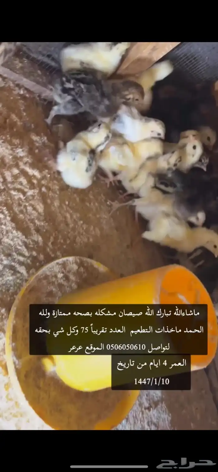 صيصان 4