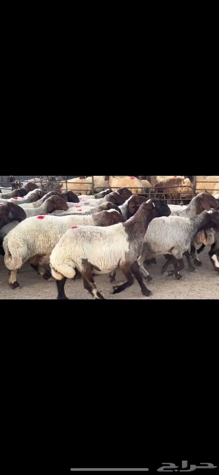 غنم نعيم صنف 2