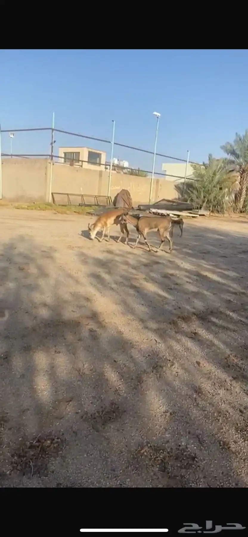 وعول 2