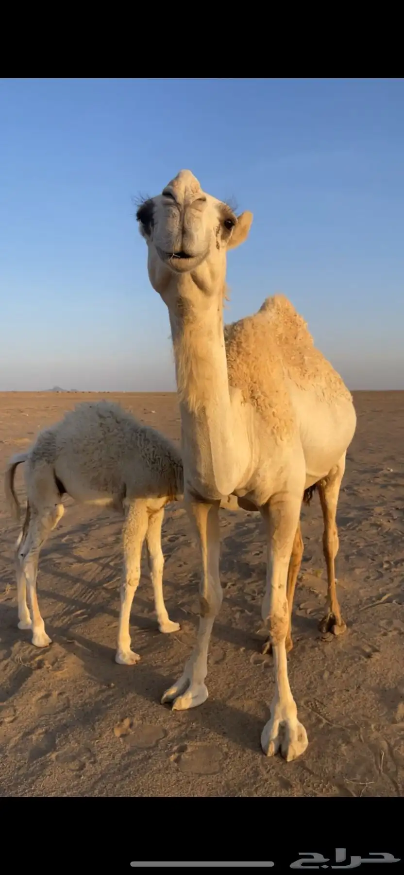 اباكير جذعات كفو 2