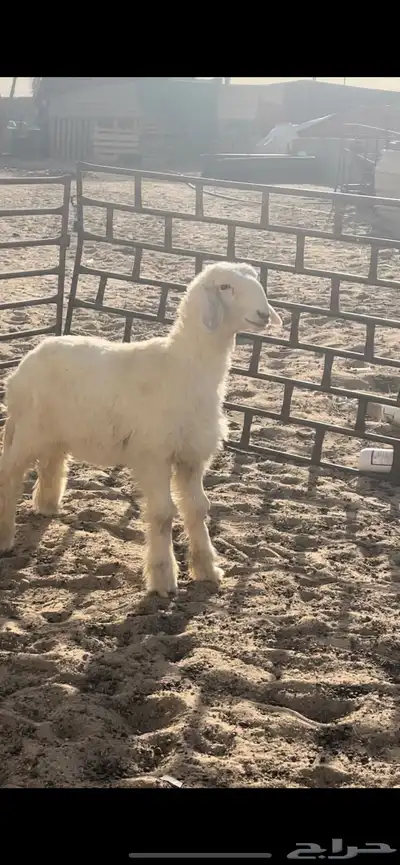رخل حري مع نجدي عيسي هجين تربية او ذبيحة 2