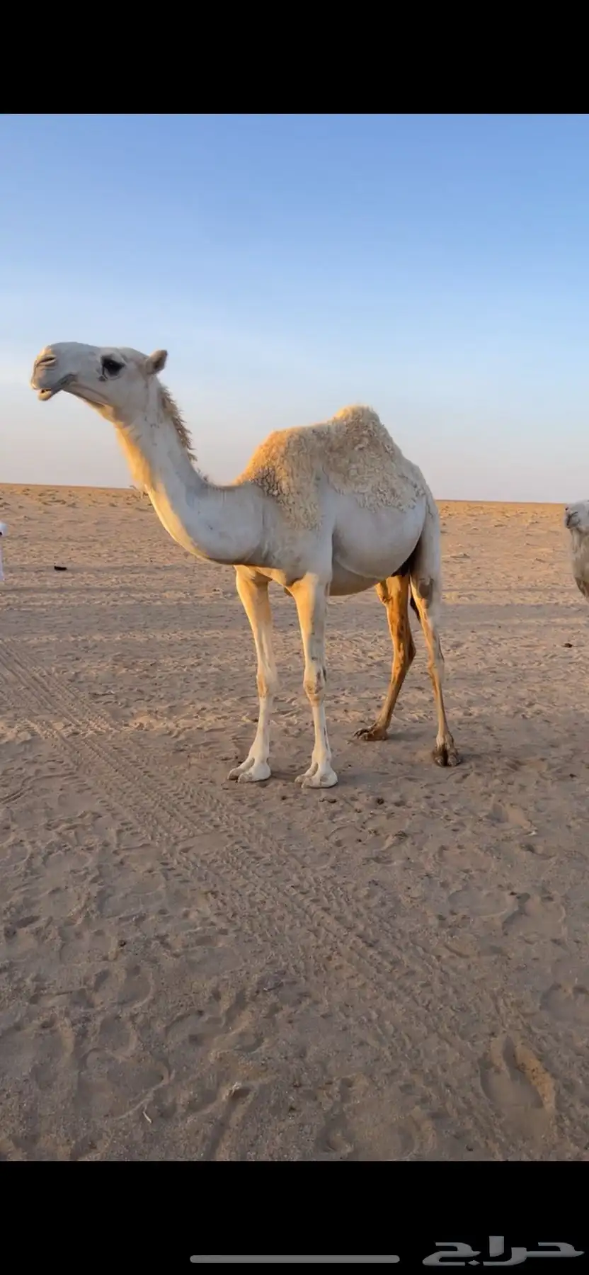 اباكير جذعات كفو 0