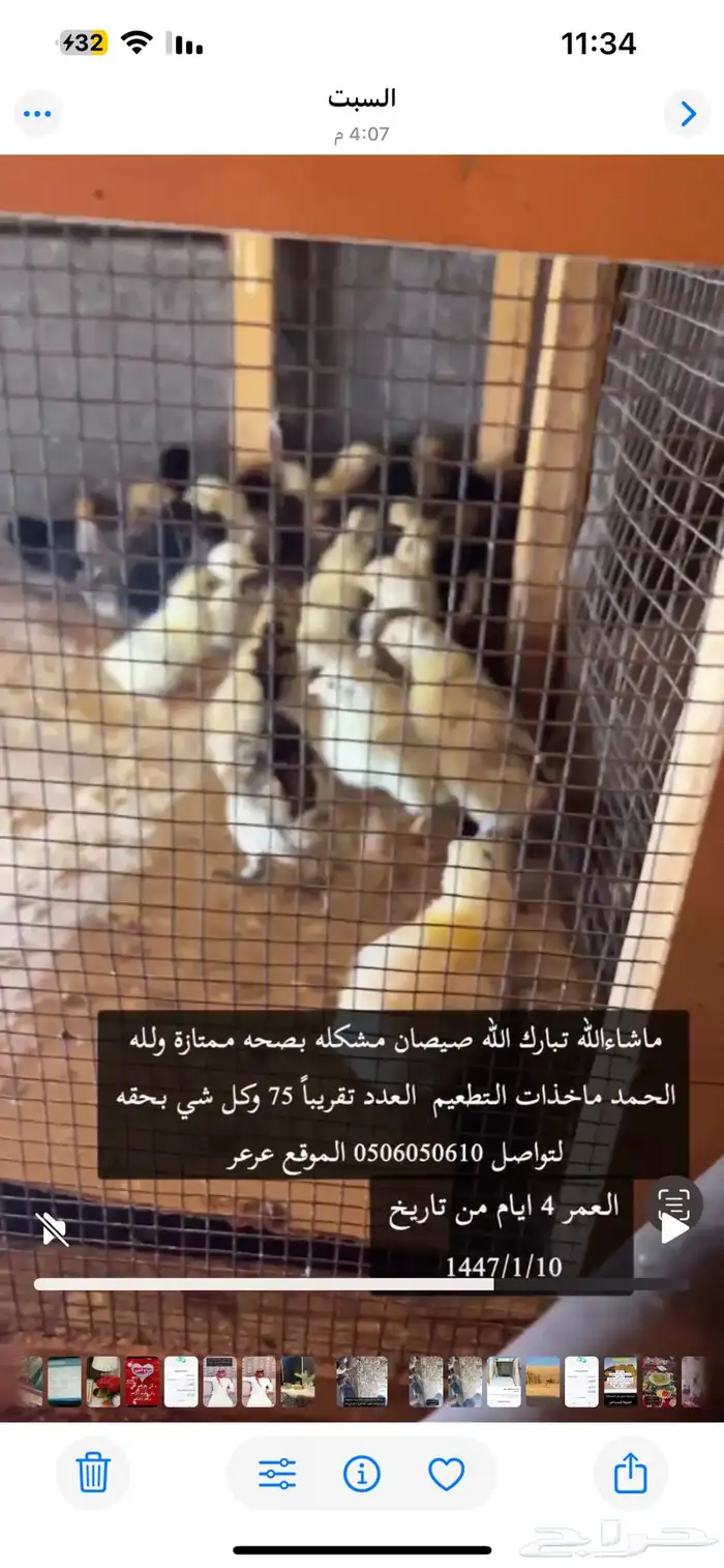 صيصان 1