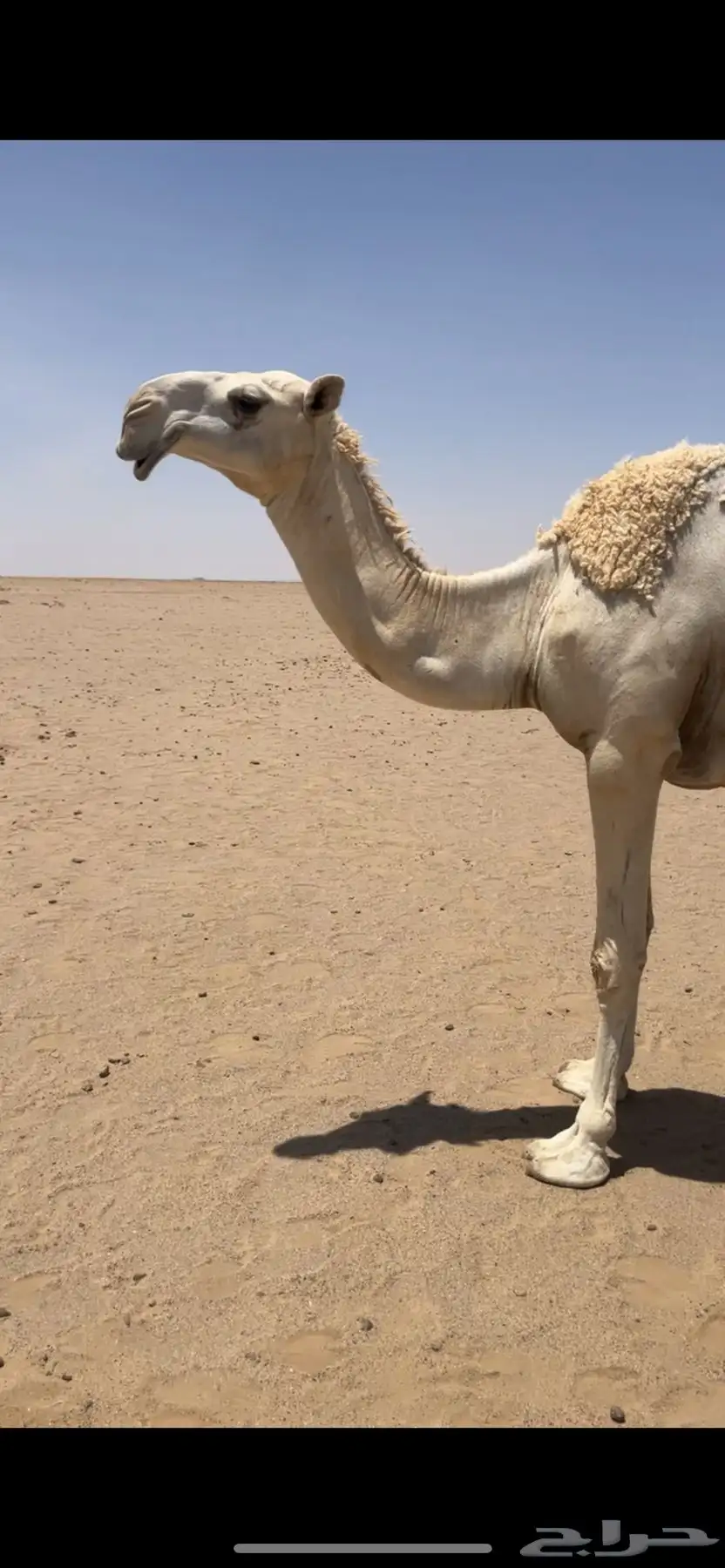 اباكير جذعات كفو 11