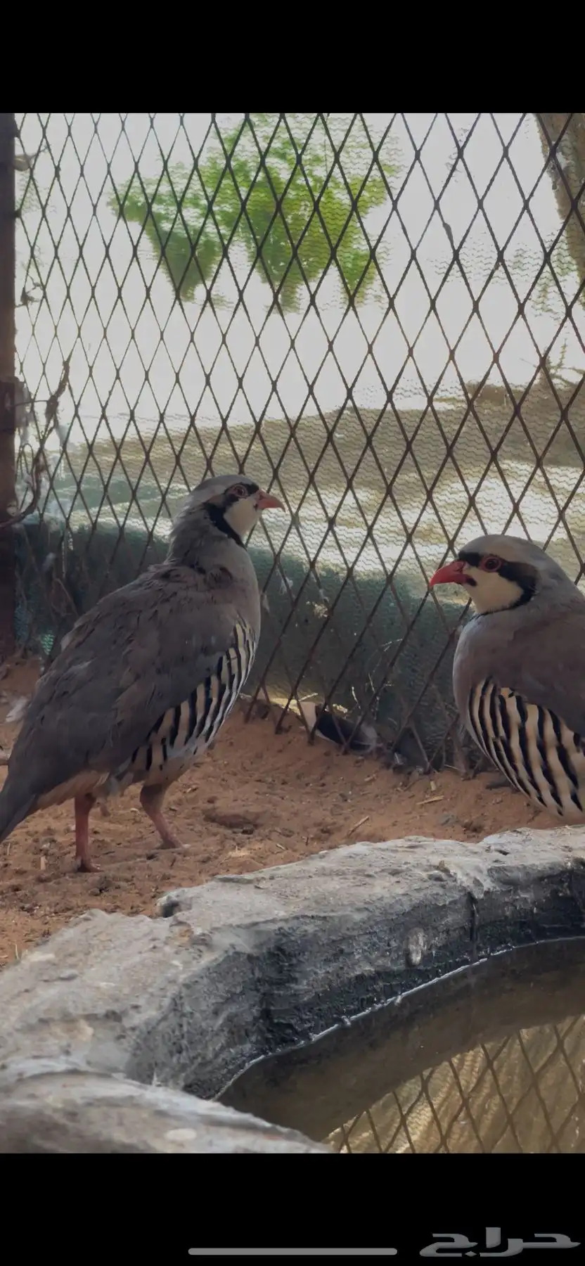 حجل بري أنثى ذكر منتج العدد مفتوح 1