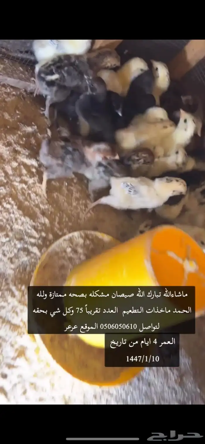 صيصان 3