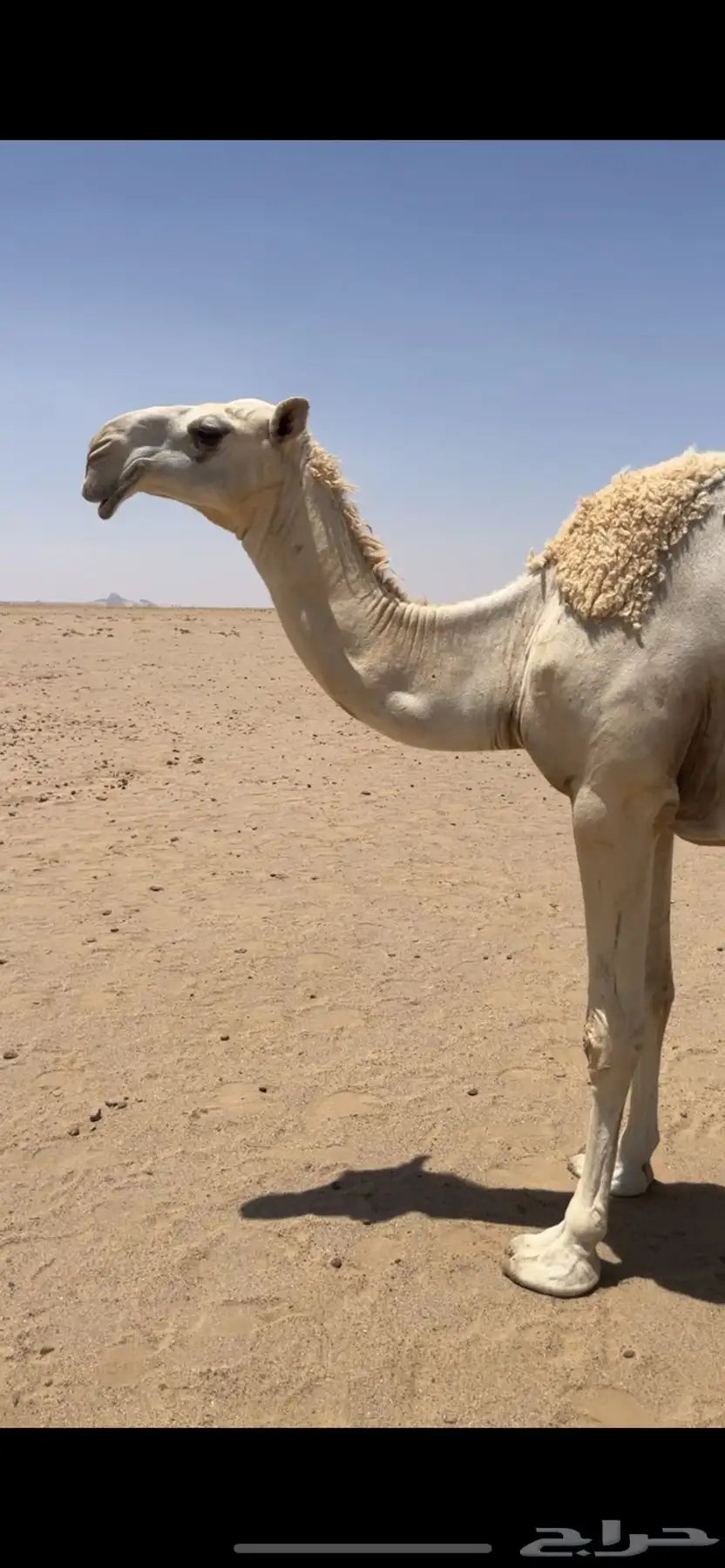 اباكير جذعات كفو 9