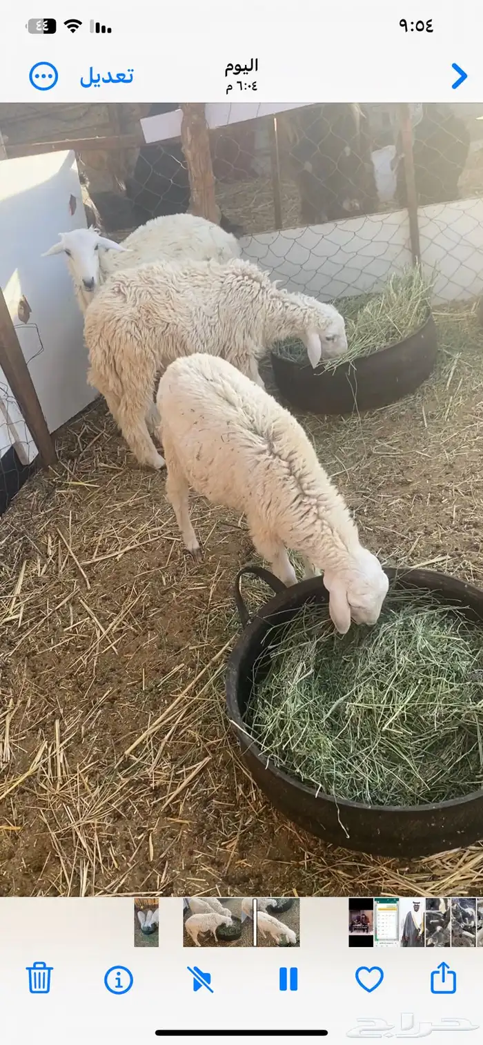 طليان حري نظيفه وصحه ممتازه 3