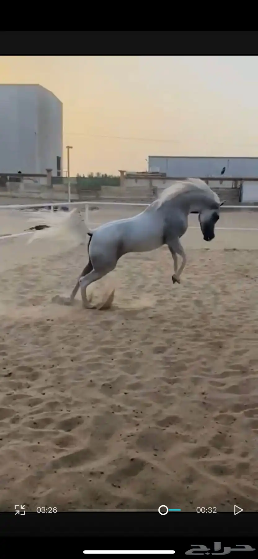 فرس مصريه بيور 2
