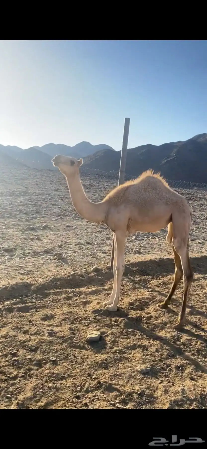 بكره 4