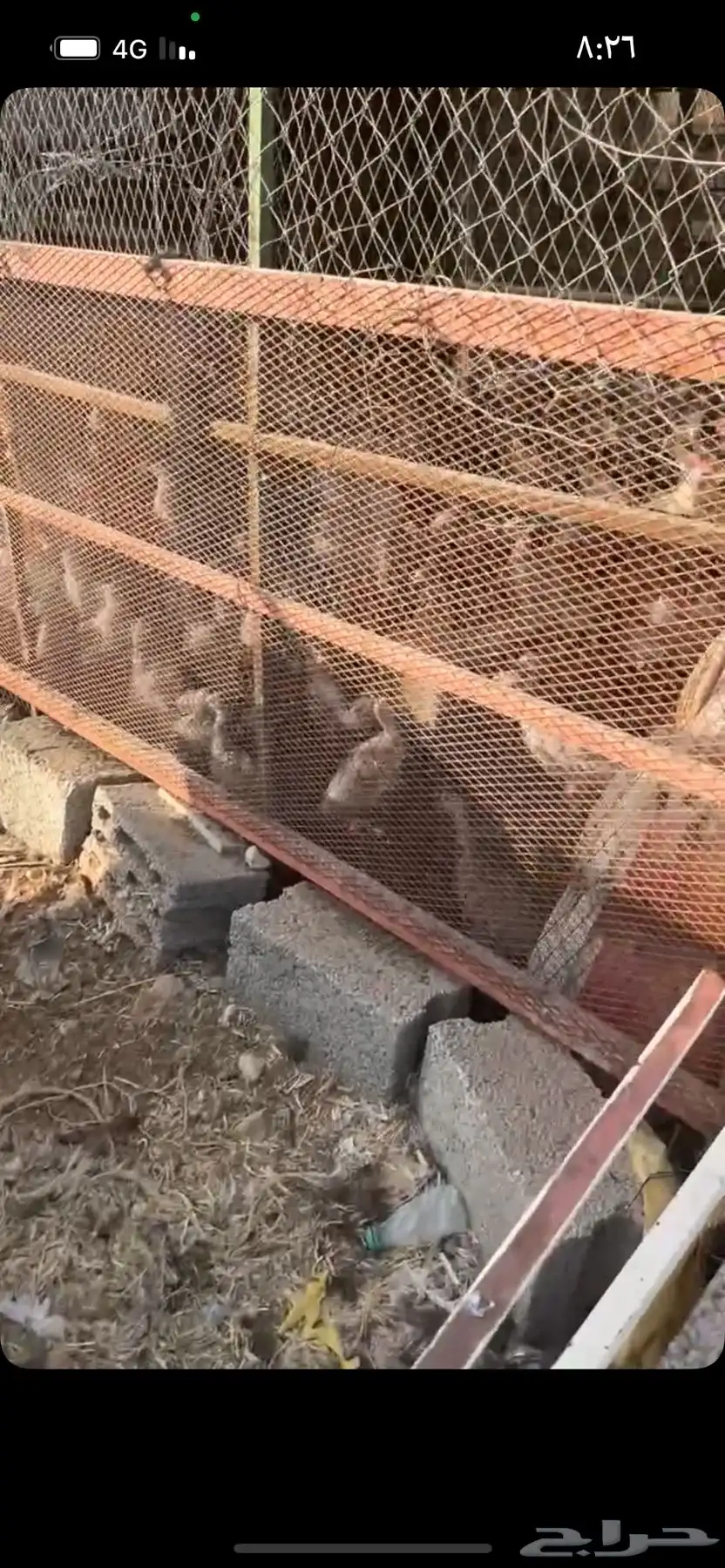 دجاج ورومي 3