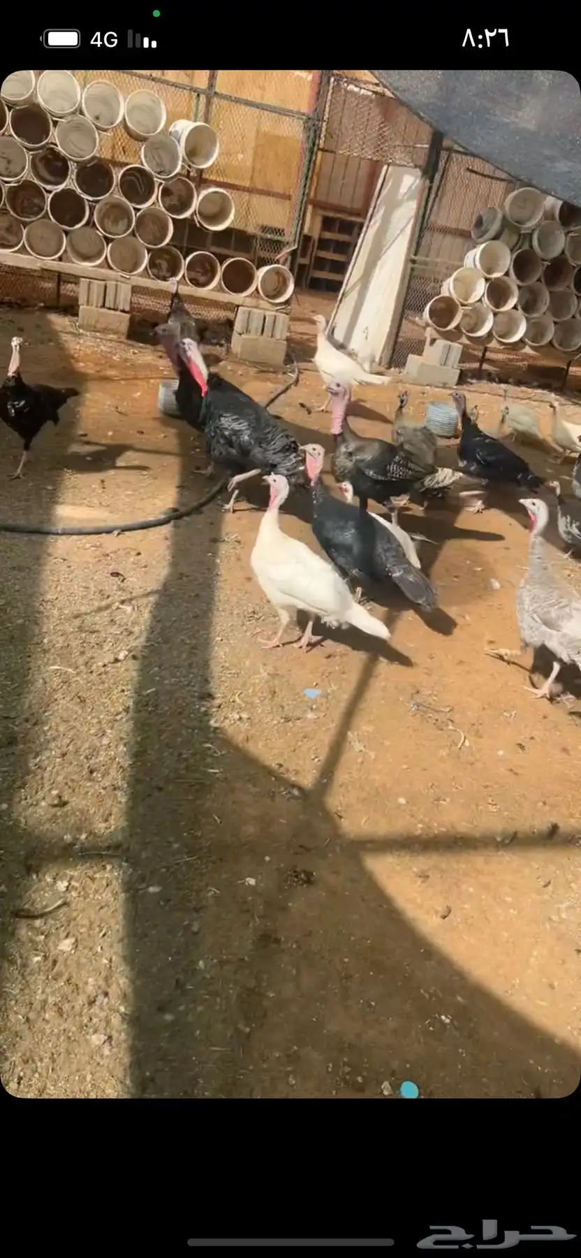 دجاج ورومي 2