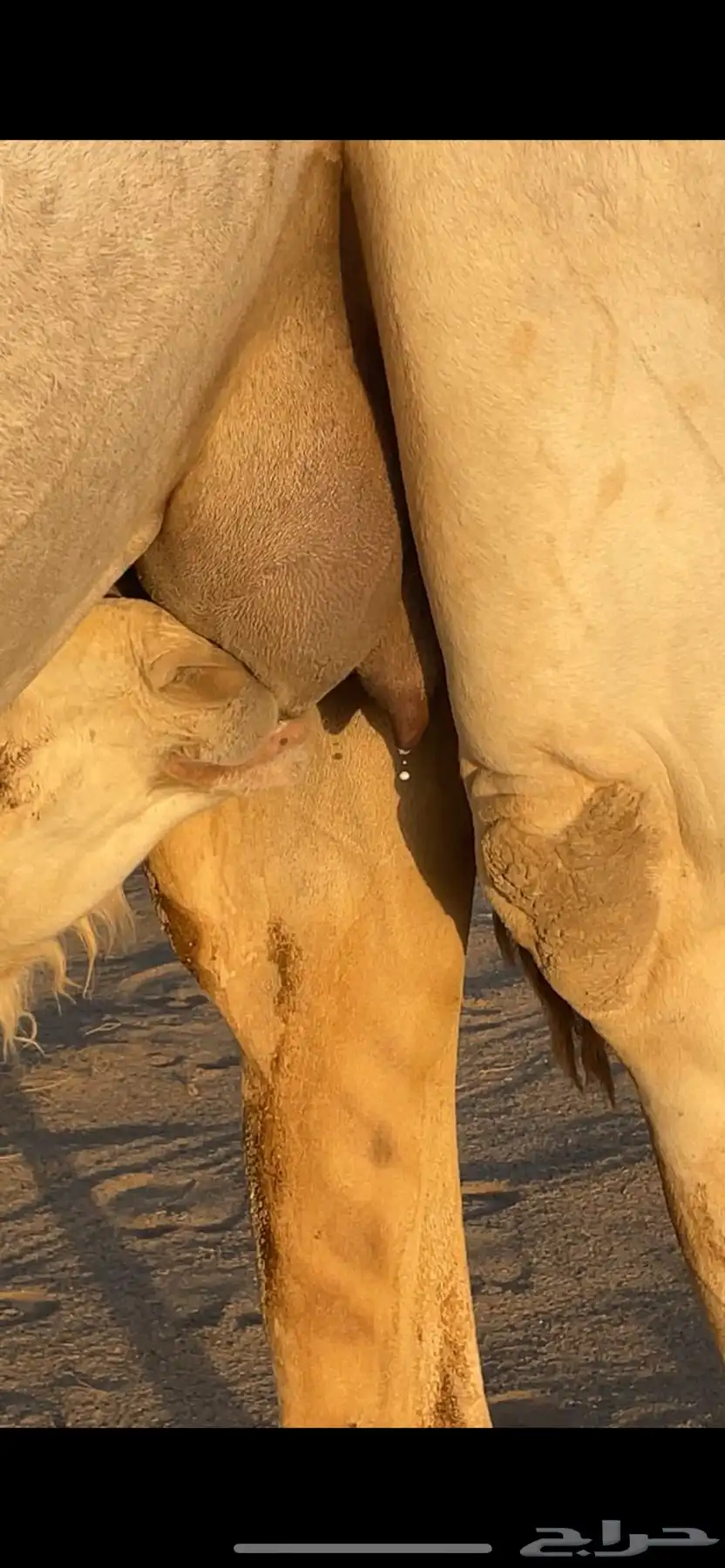 اباكير جذعات كفو 4