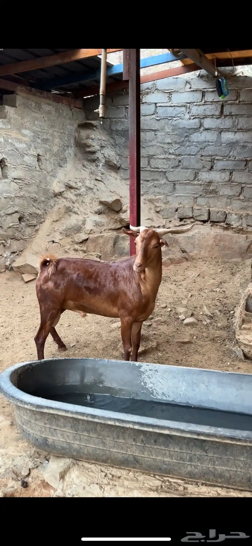 تيس فحل محايلي 3