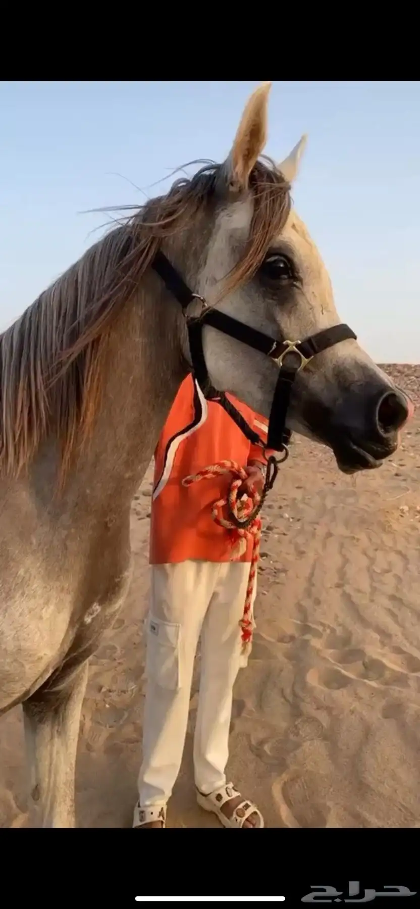 فرس واهو مواليد23 0
