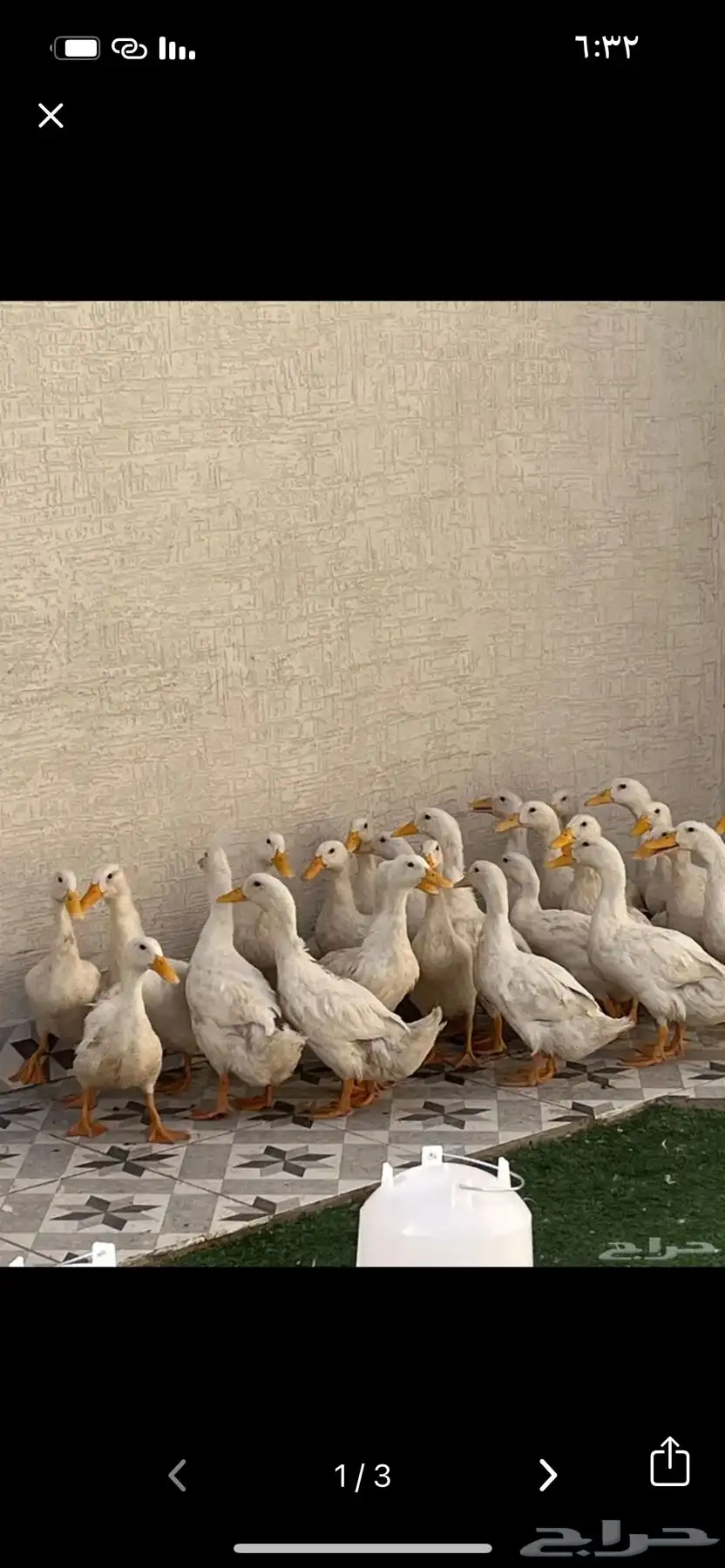بط بكيني ذبح 1