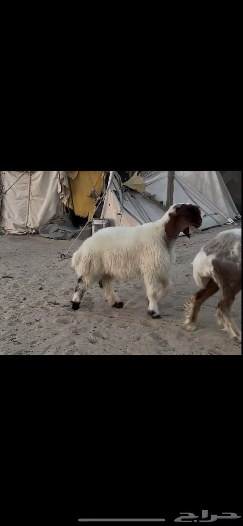 مشاريع فحول نعيم صنف 2