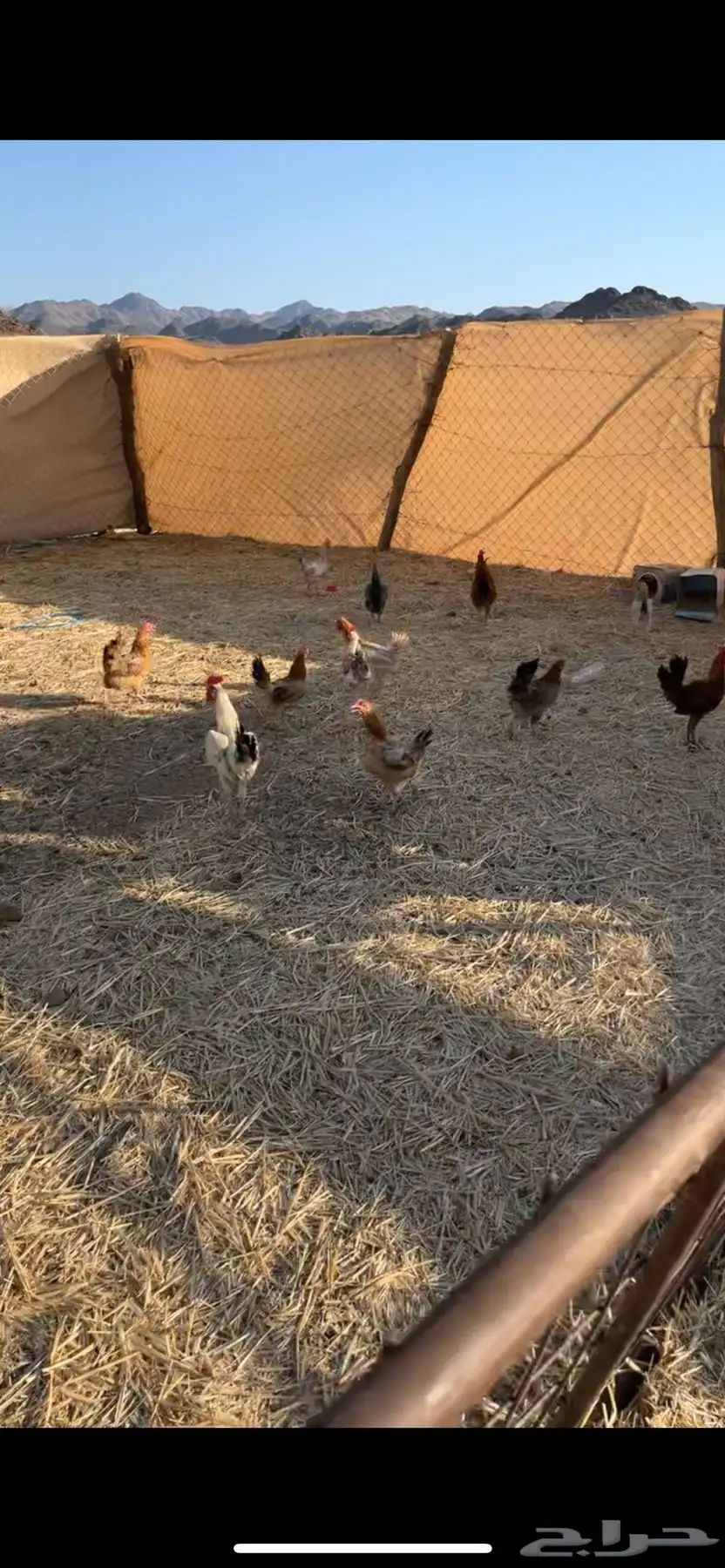 دجاج بلدي بياض 1