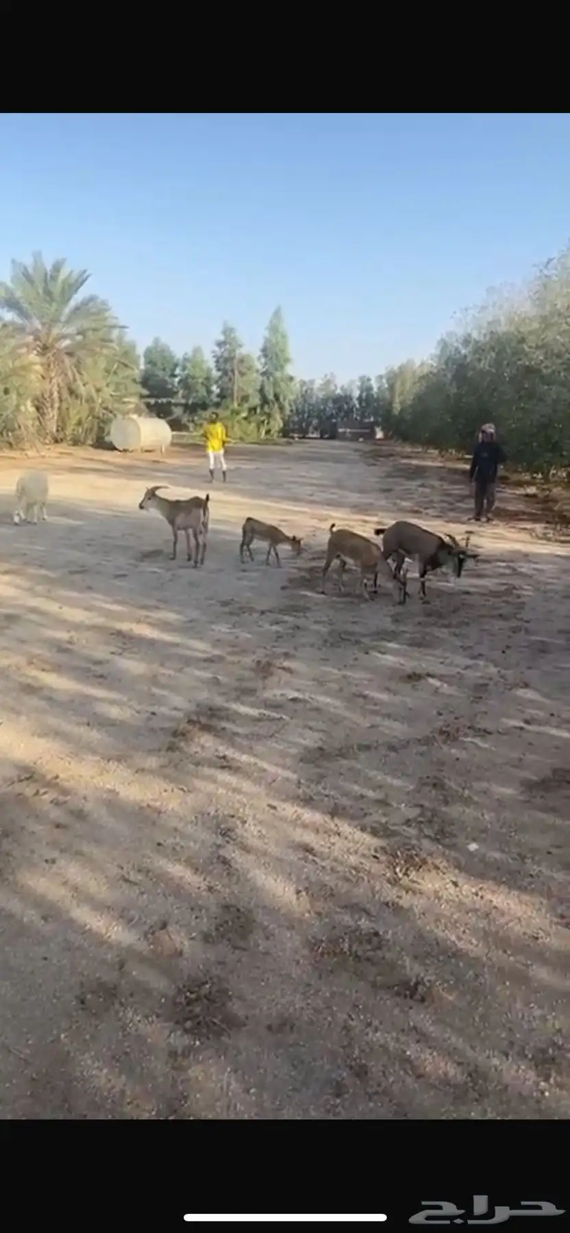 وعول 0