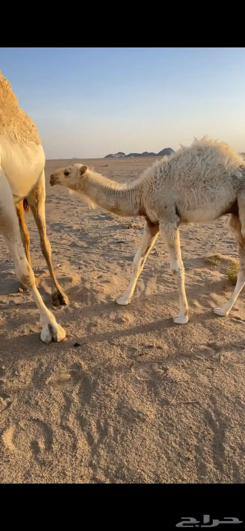 اباكير جذعات كفو 7