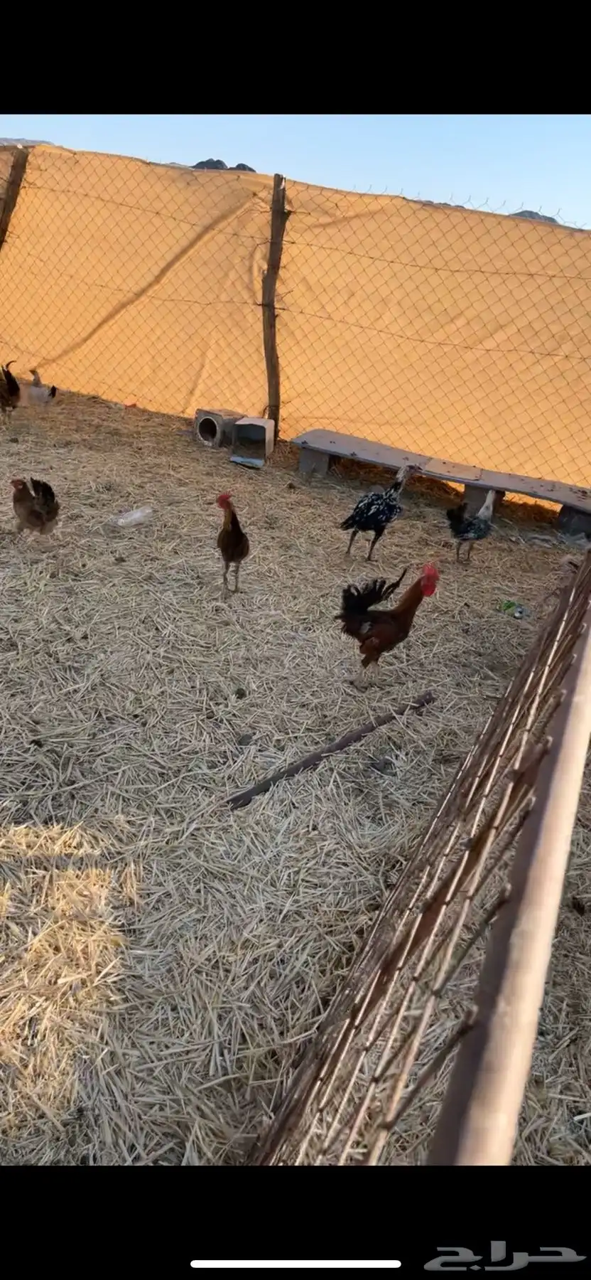 دجاج بلدي بياض 0