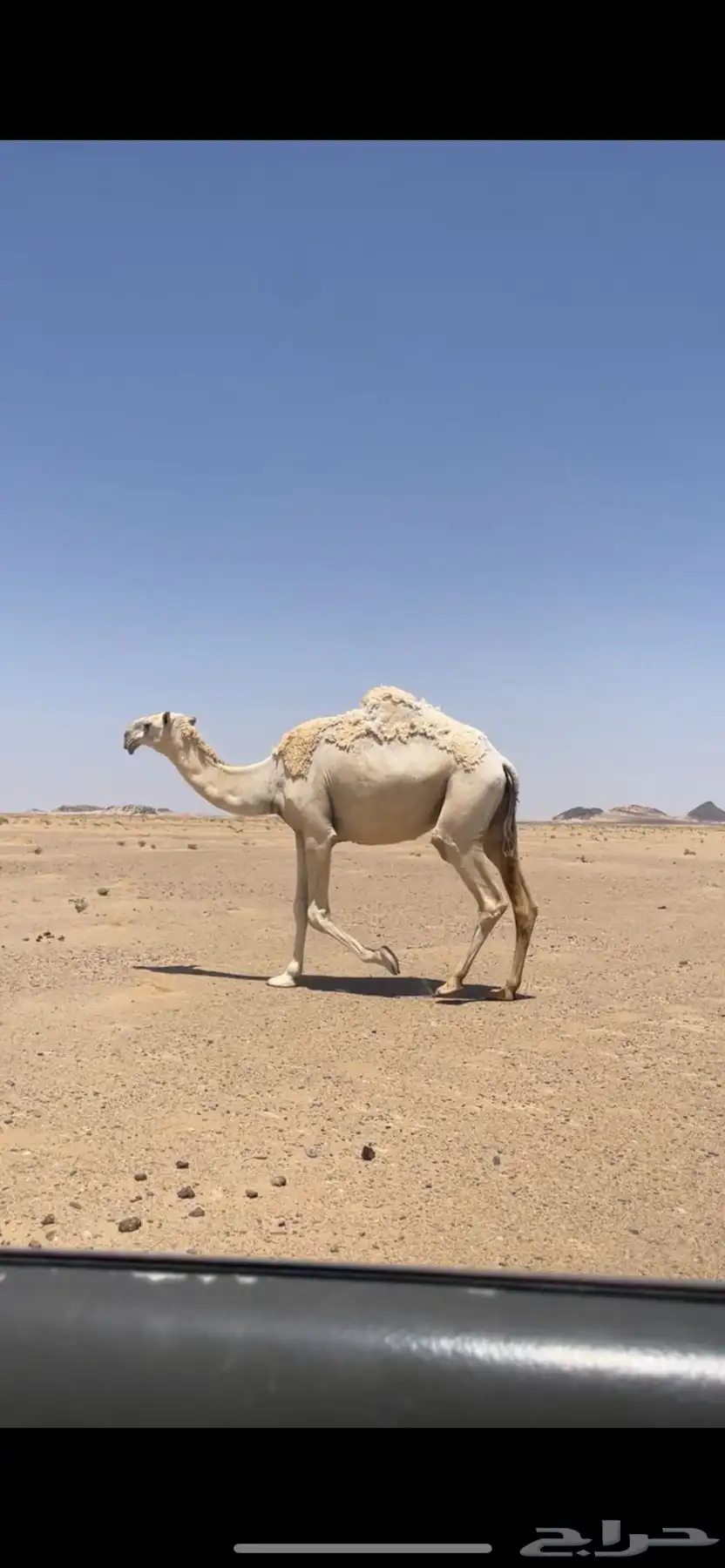 اباكير جذعات كفو 8