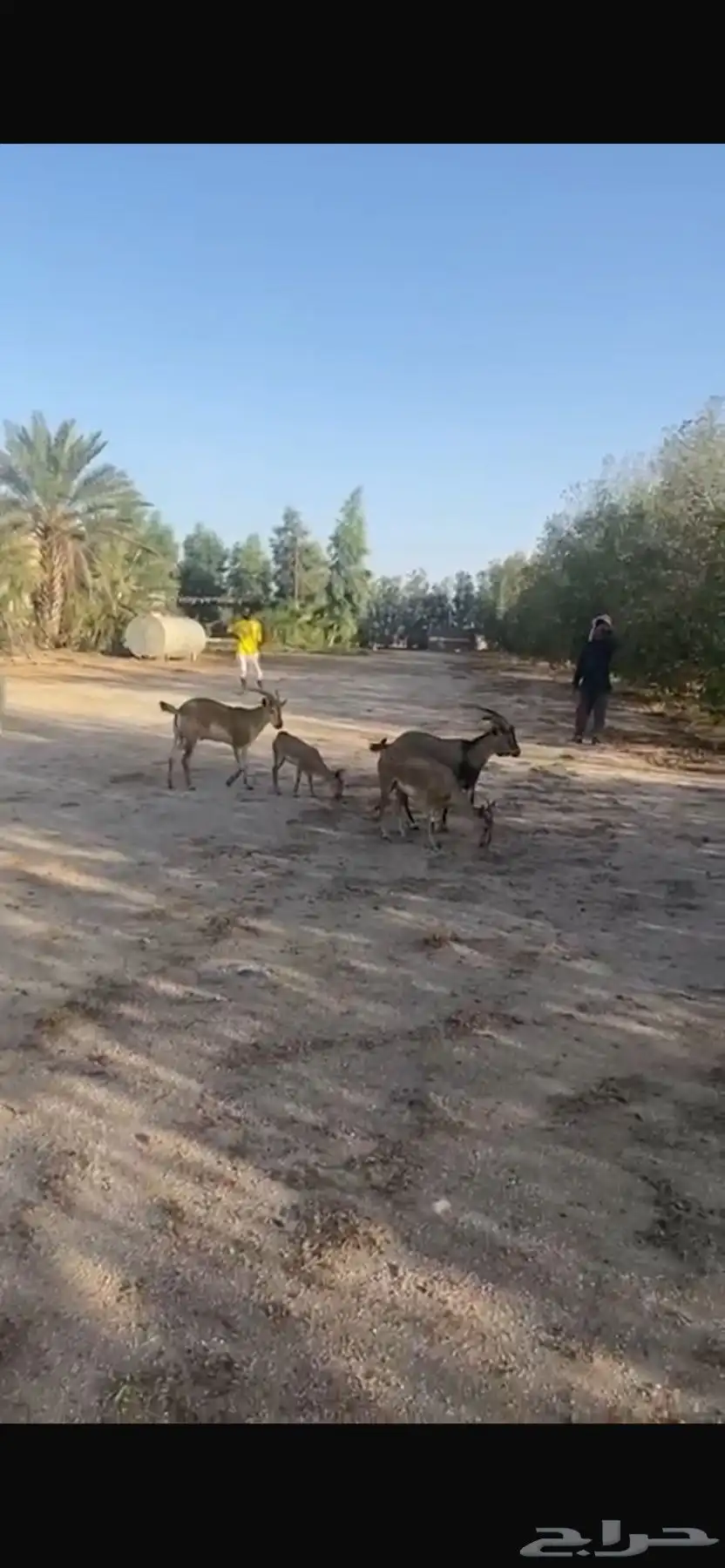 وعول 1