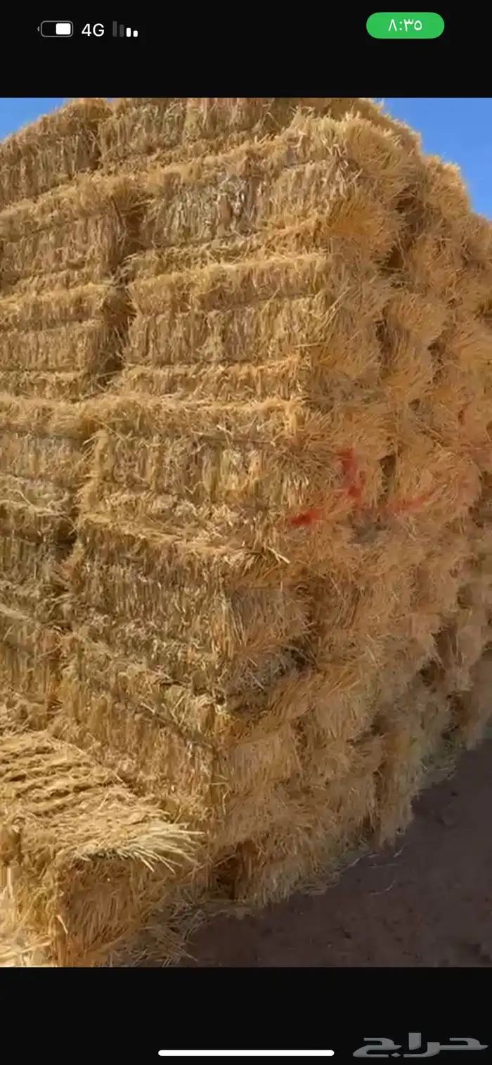 تبن قمح العدد3000 0