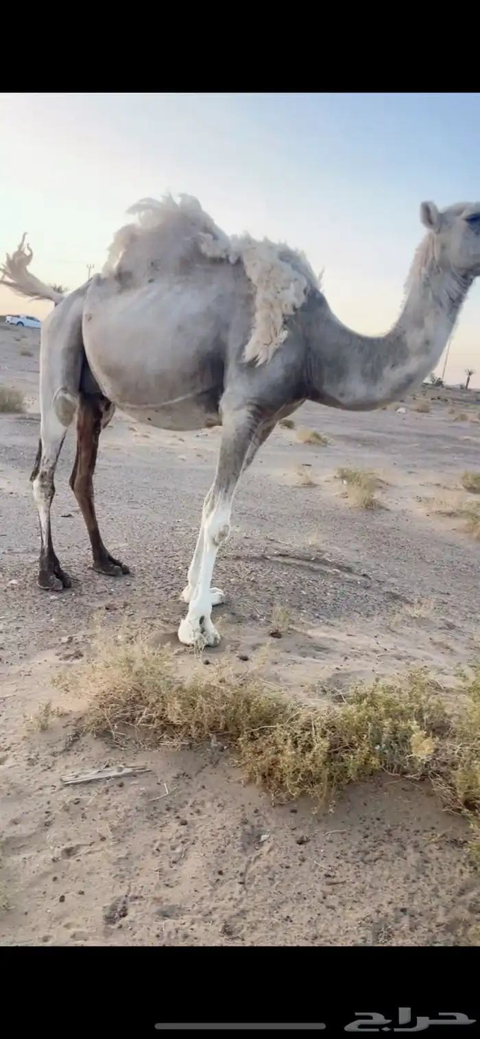 ناقه لقحه باقي لها 3 اشهر وتولد كل شي على الشرط الموقع ظلم 2