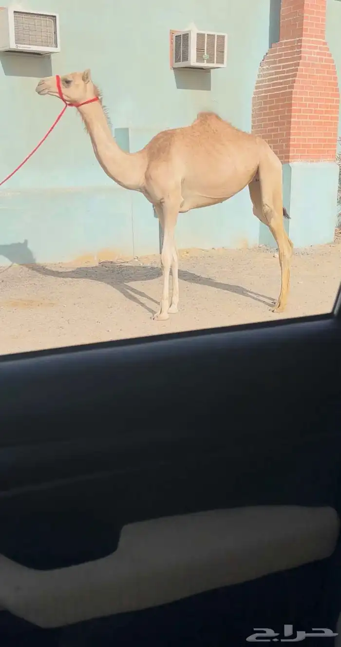 لقيه شكل وسلاله 0