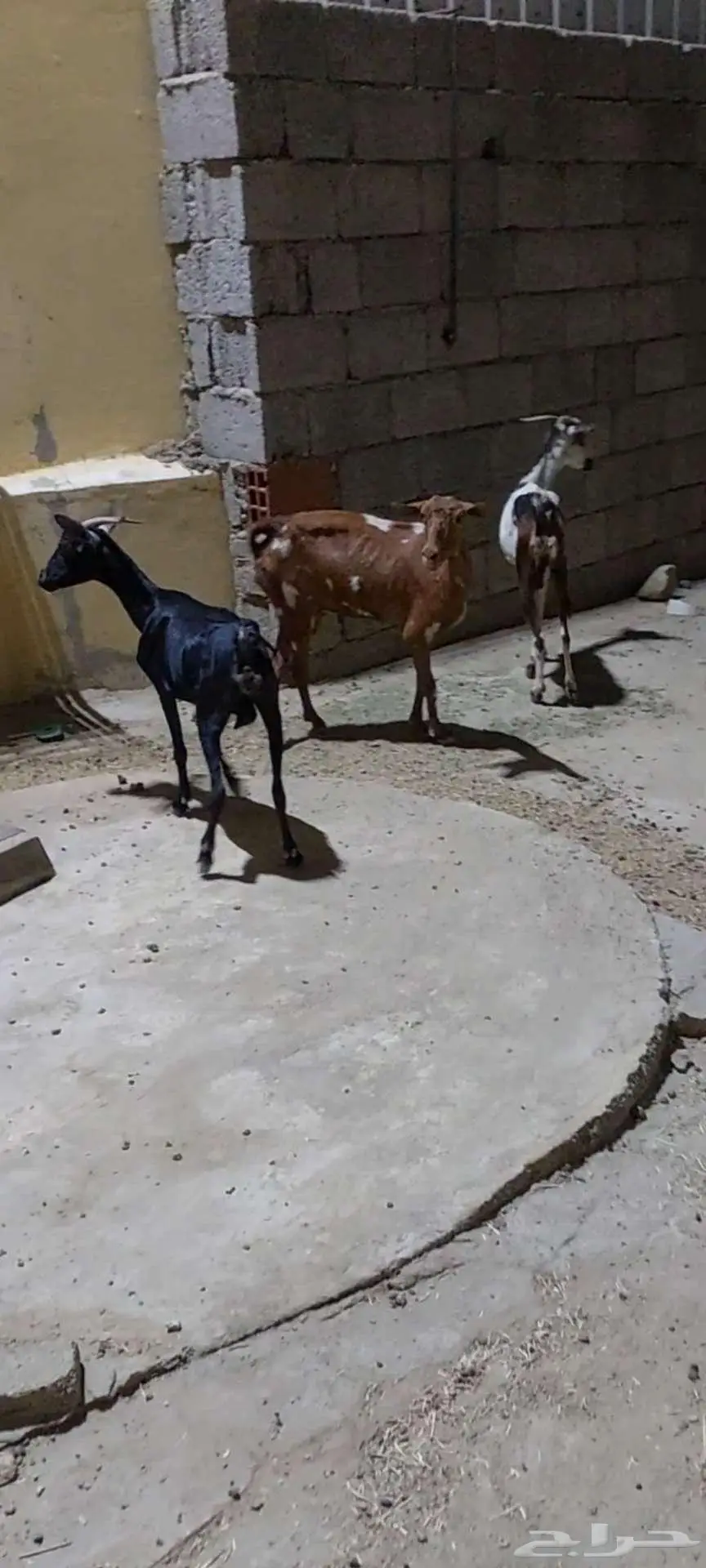 ثلاث من المعزا للبيع 2