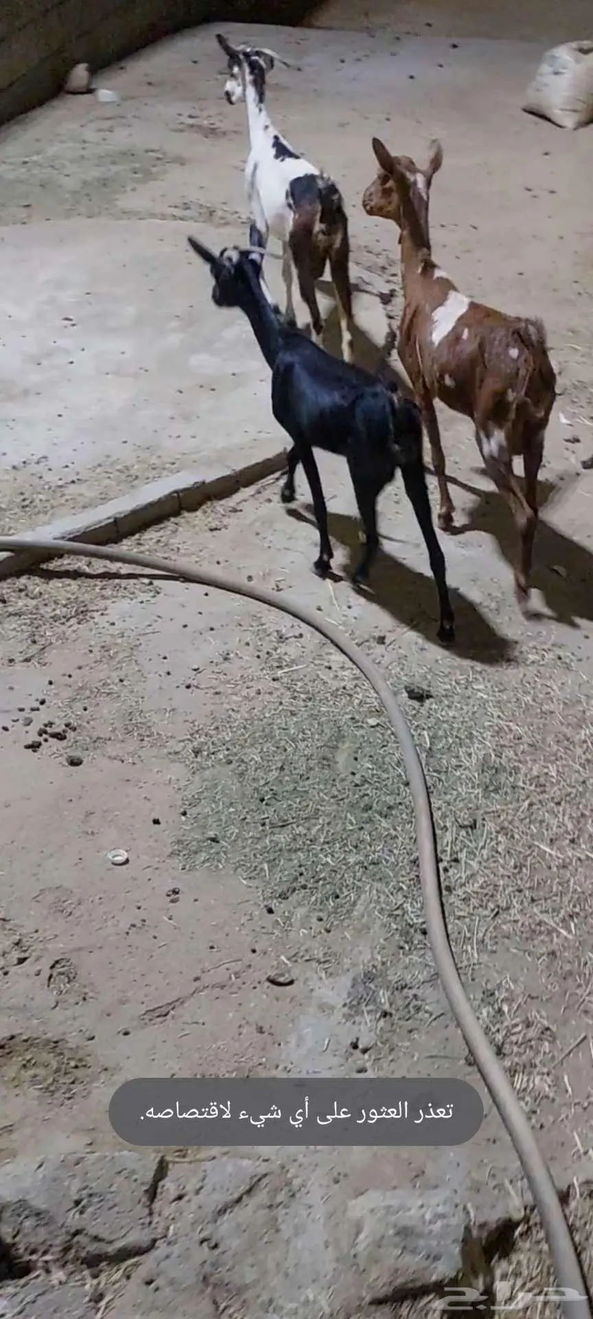 ثلاث من المعزا للبيع 0