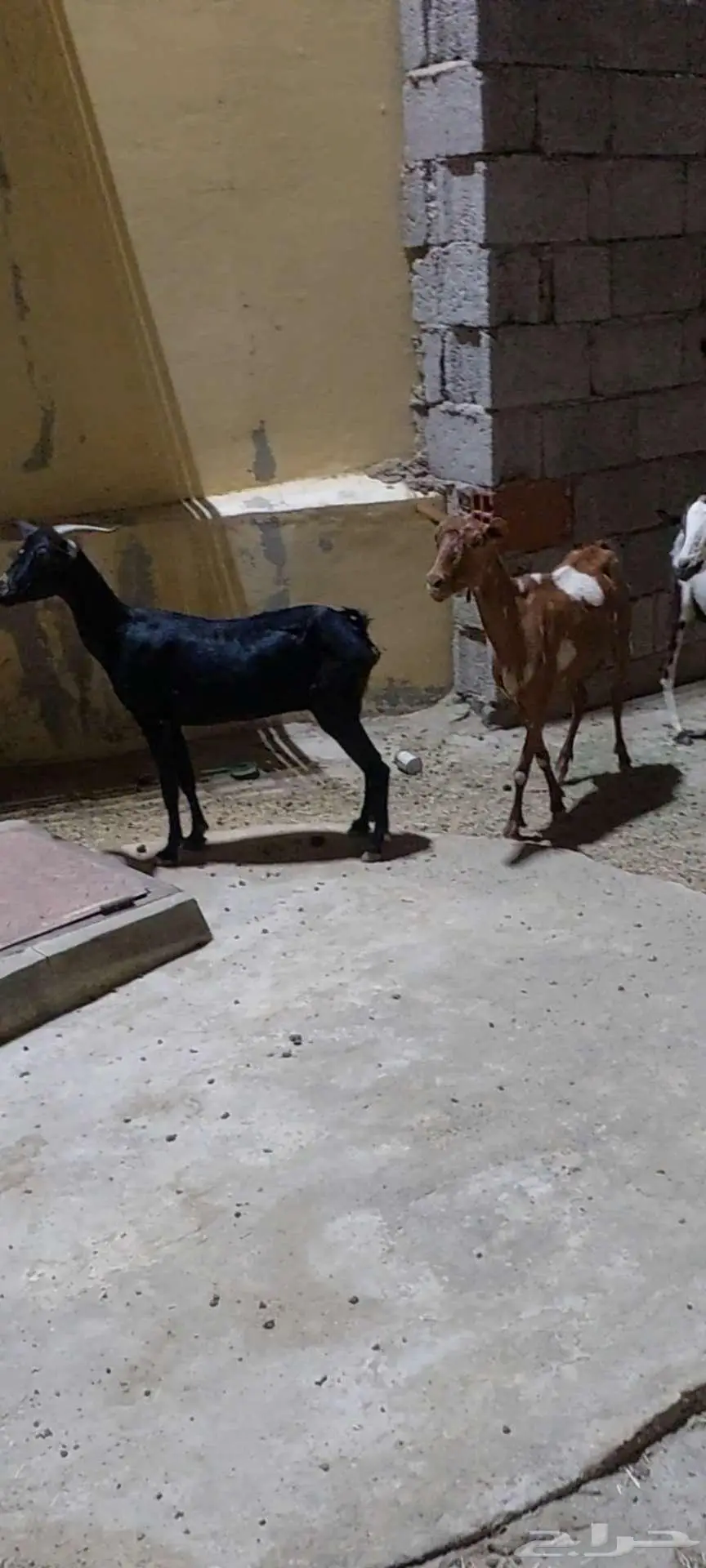 ثلاث من المعزا للبيع 1