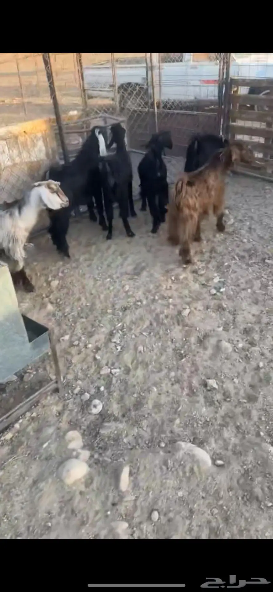 تيوس ذبايح 0