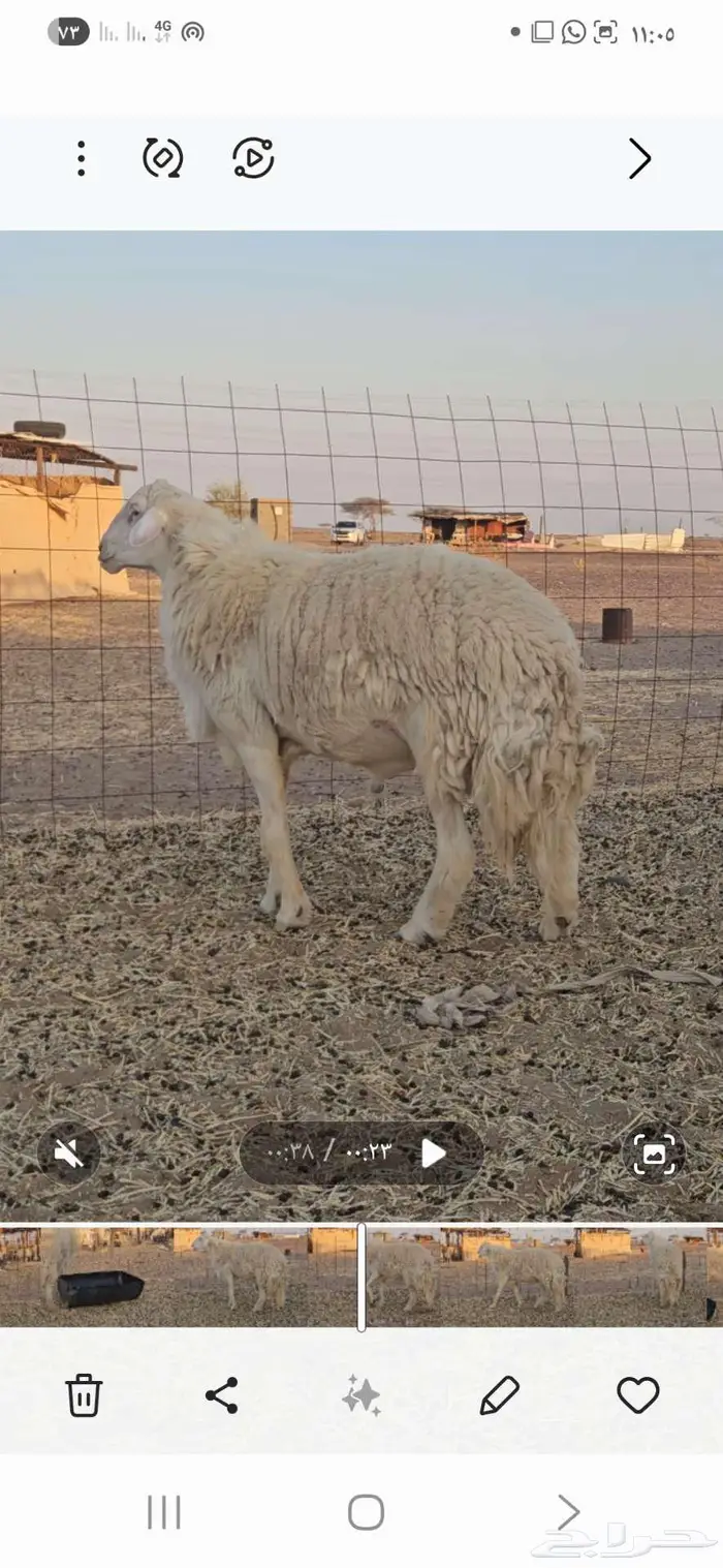 فحل حري تم البيع 2