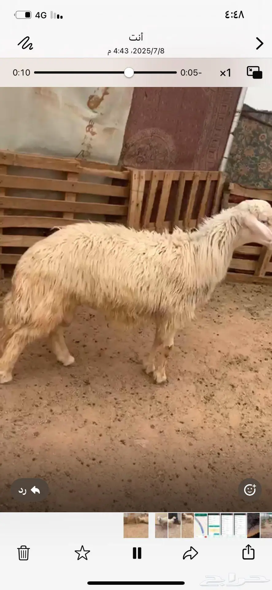 خروف فحل للبيع 0