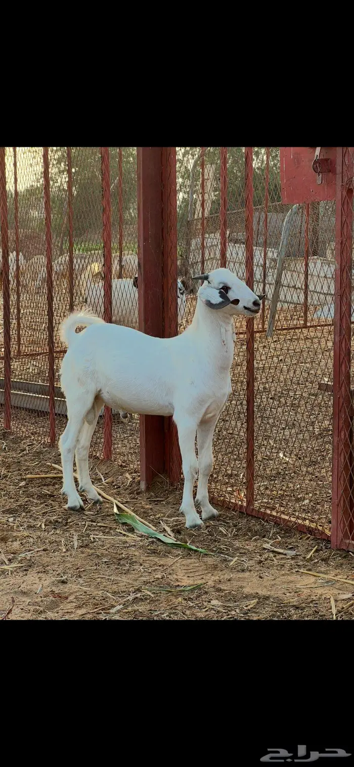 مشروع فحل صنف ابوه من مراح سمير وباقي لبن 0