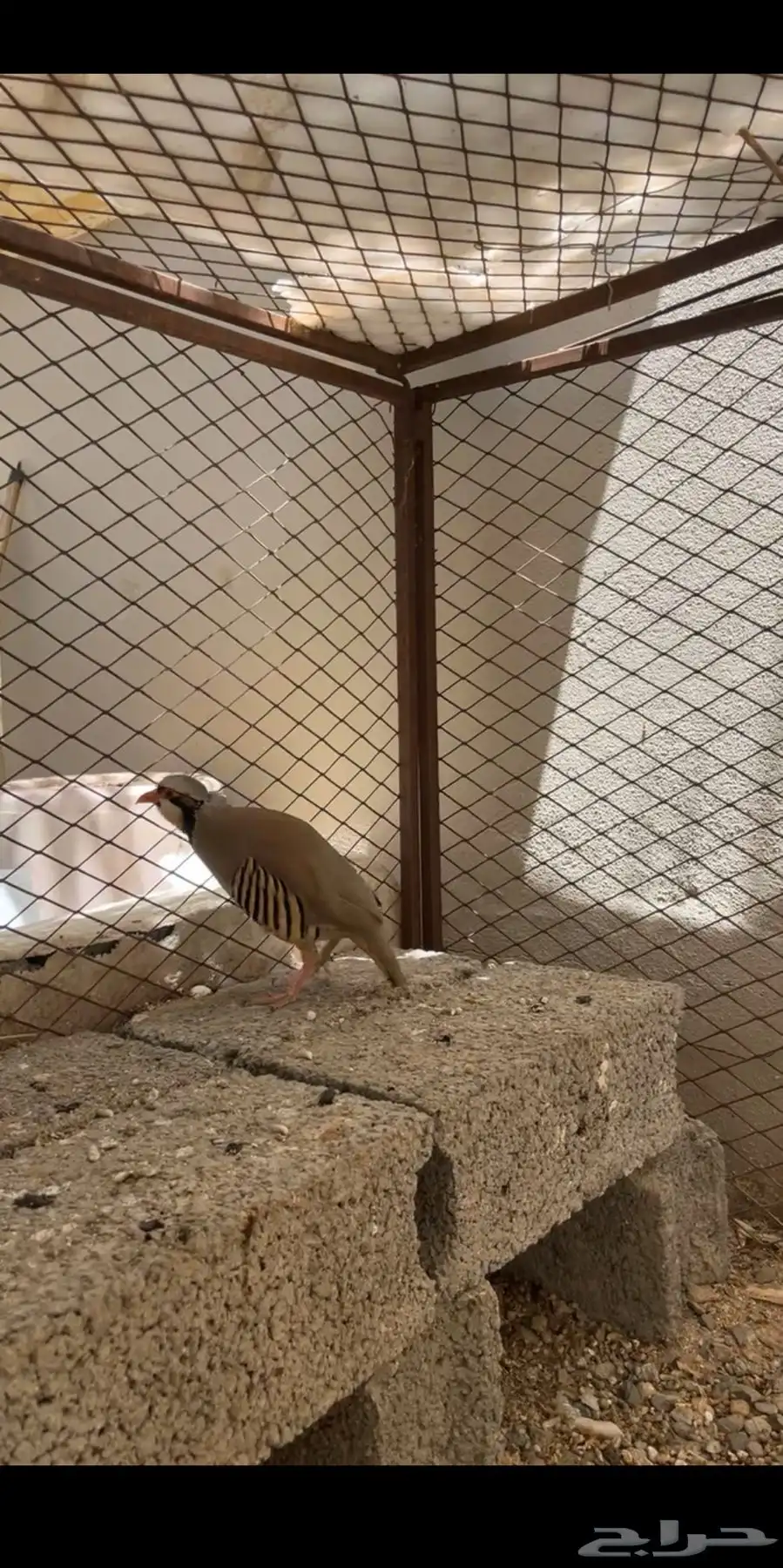 حجل الجنوب 2