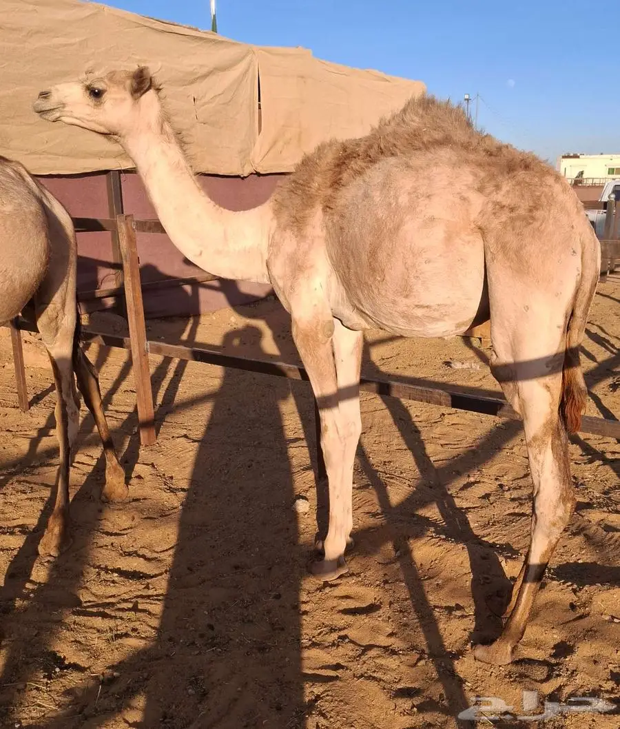 قعدان لحم 1