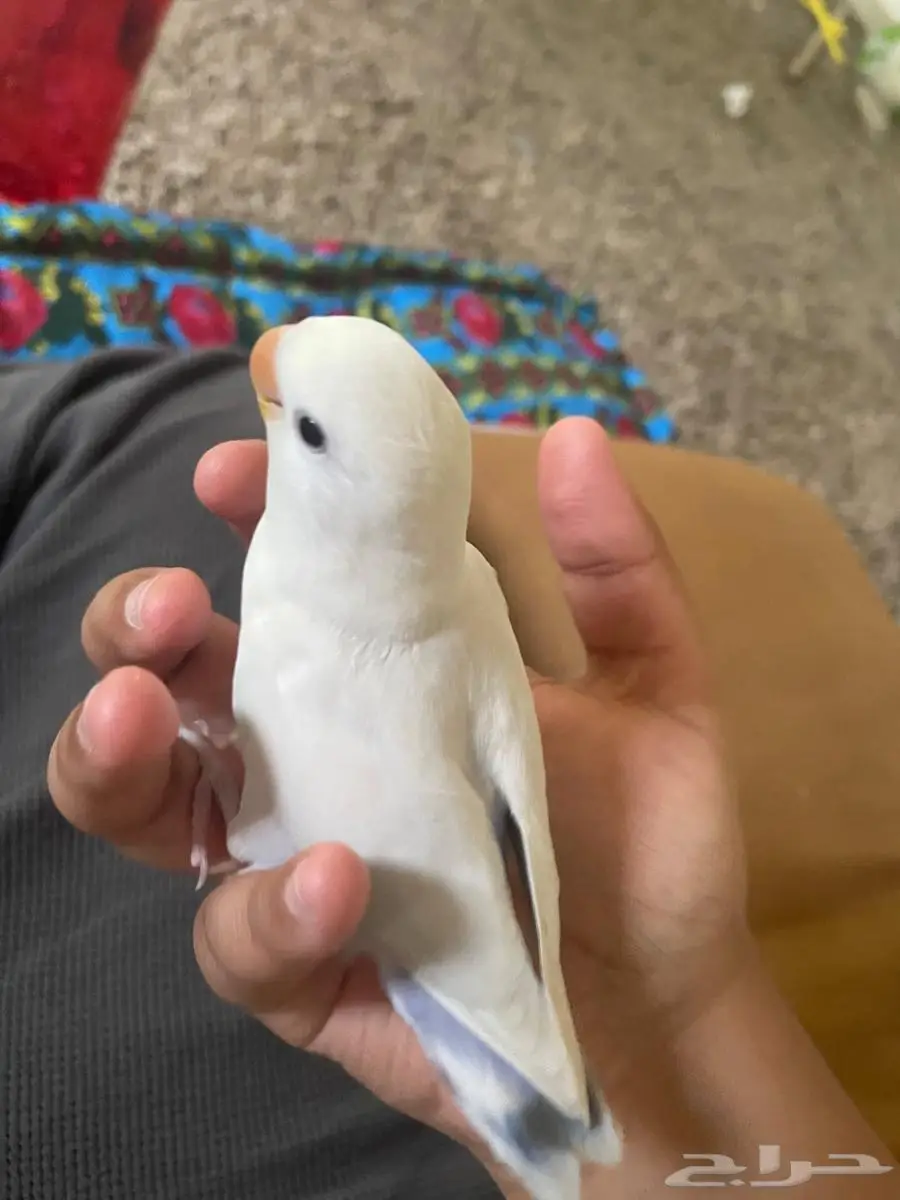 فرخ روز هدد داخلي 4