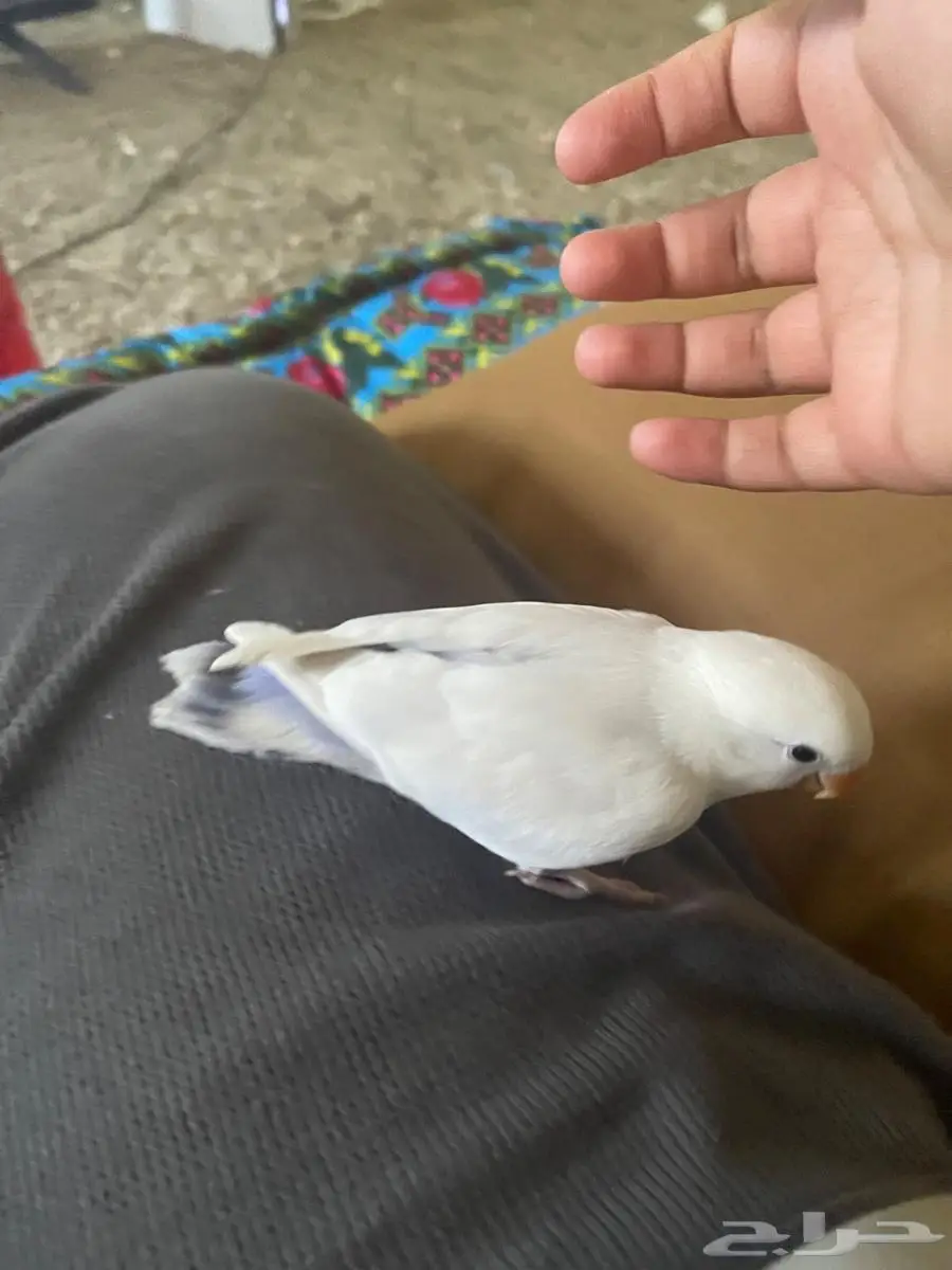 فرخ روز هدد داخلي 1
