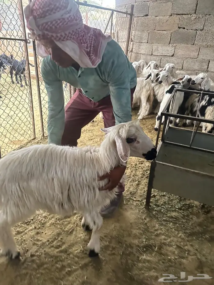 خروف 1