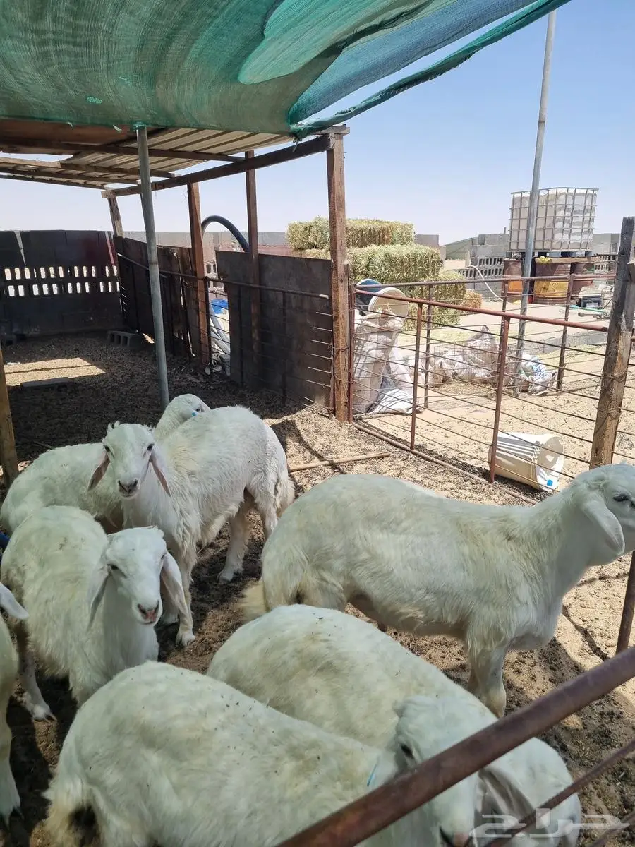 طليان جبره 0