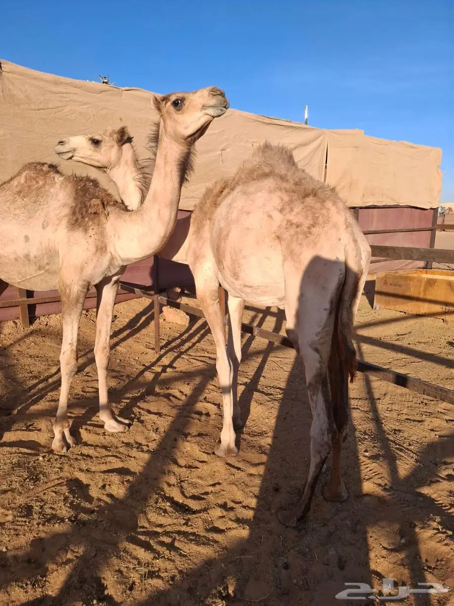 قعدان لحم 3
