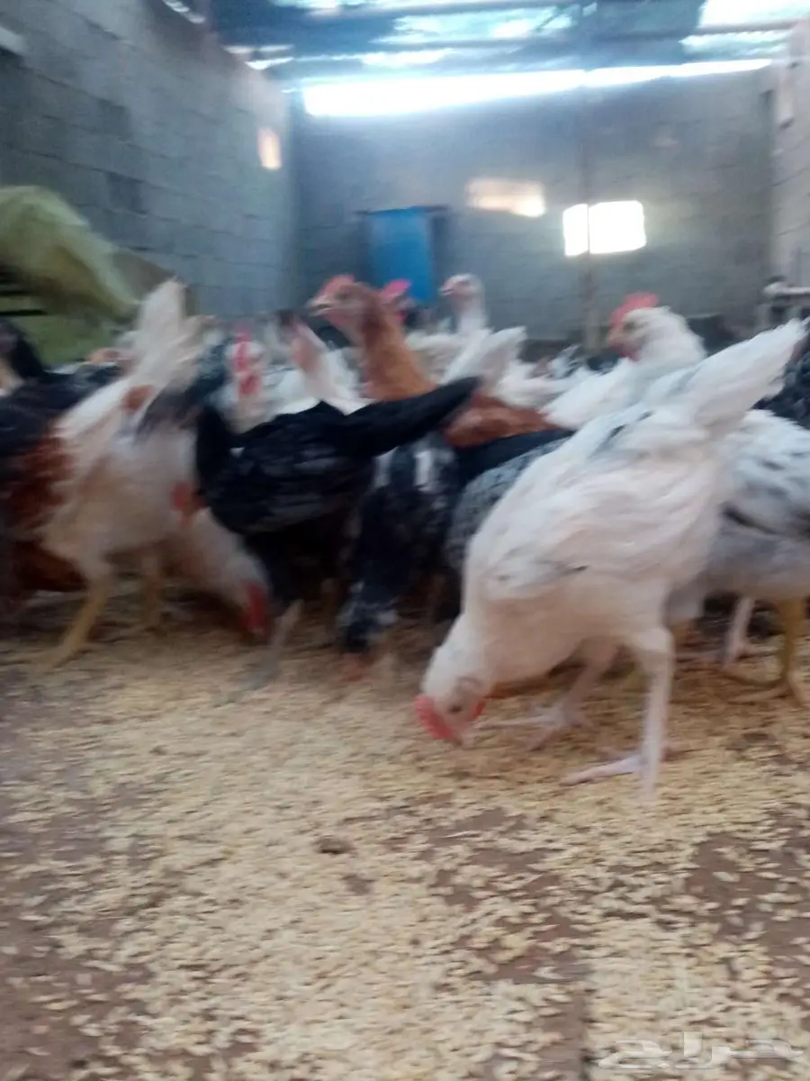 دجاج 32