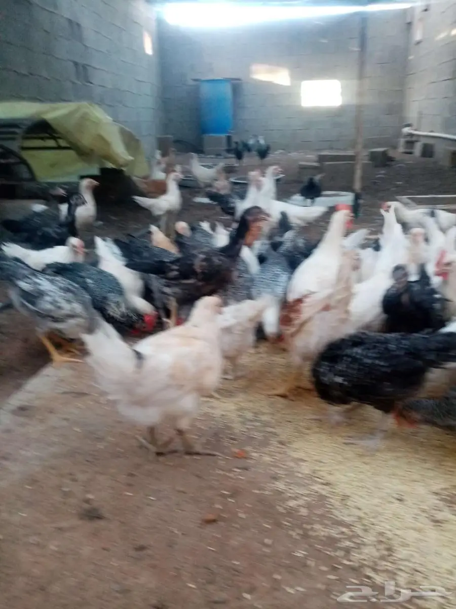دجاج 25