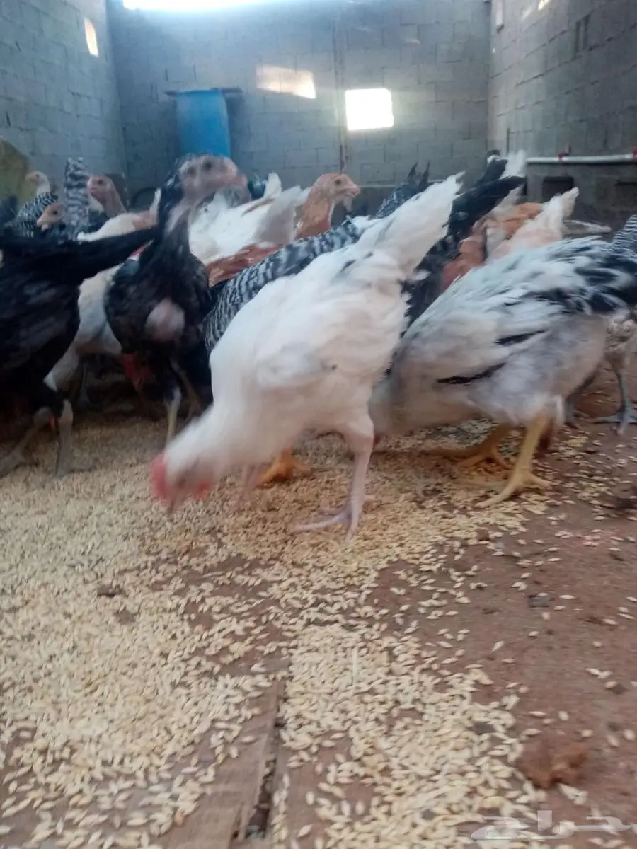 دجاج 33