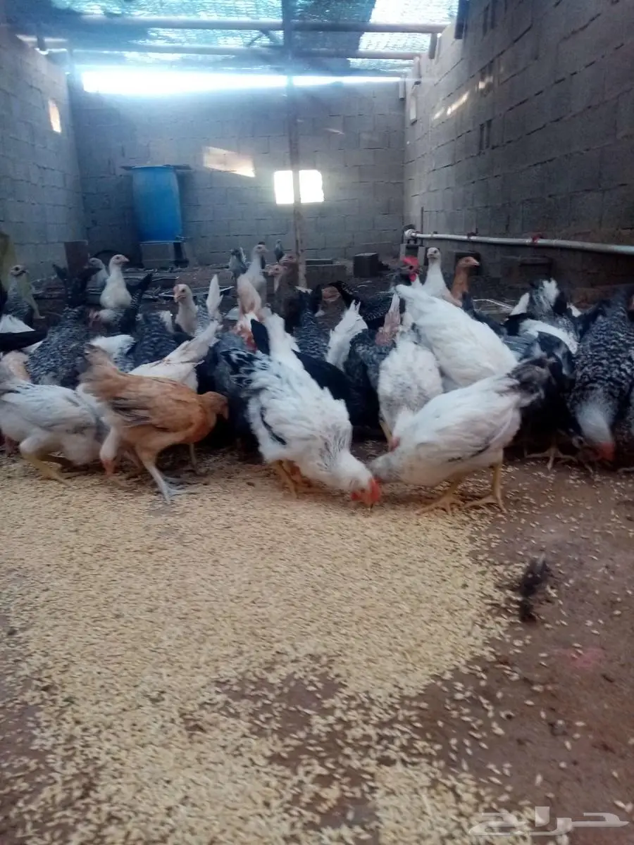 دجاج 15