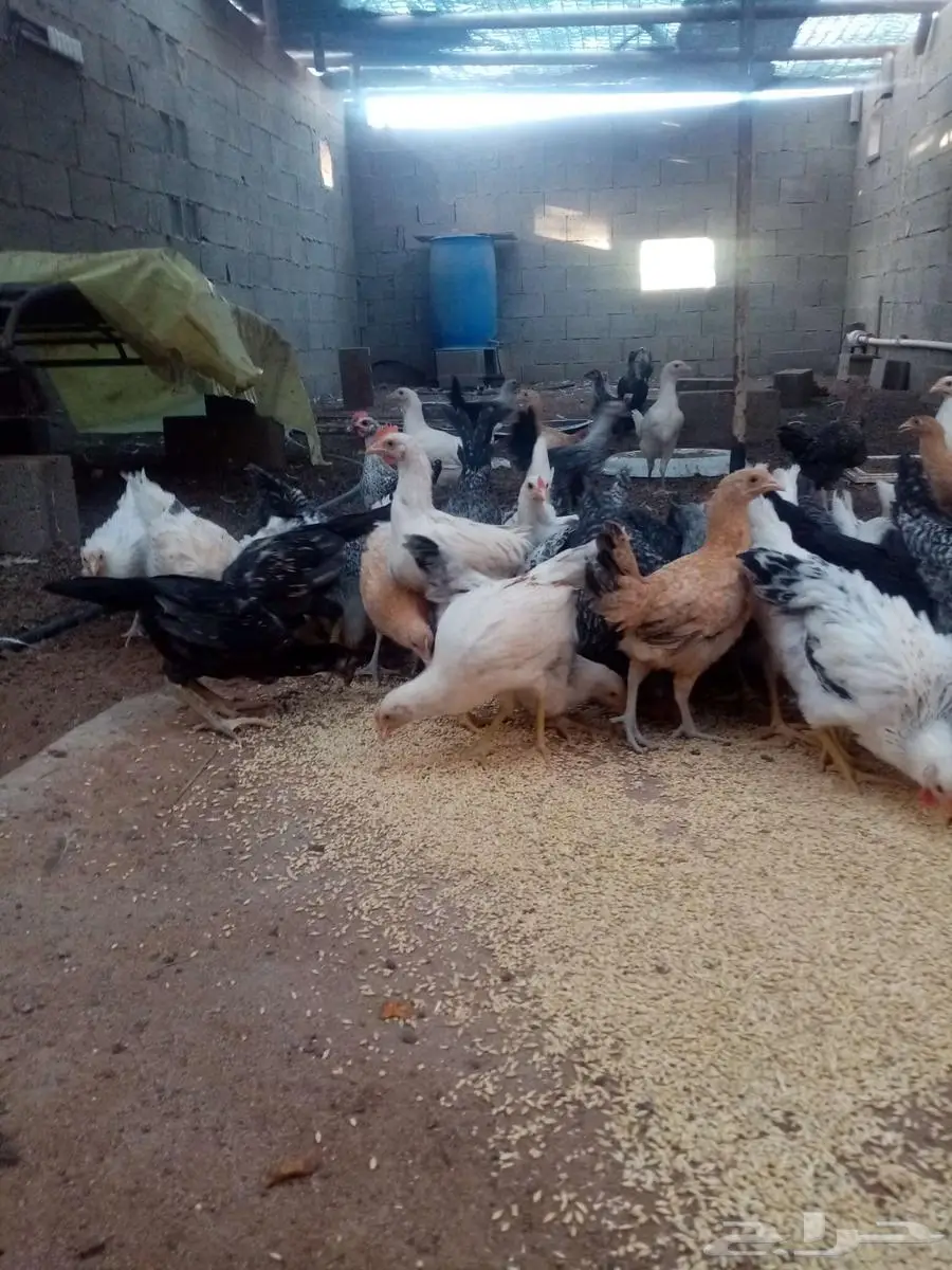 دجاج 16
