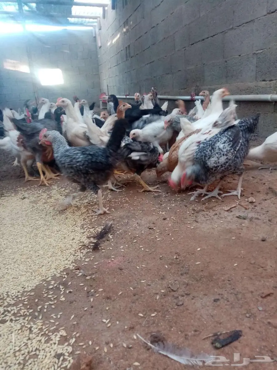 دجاج 17